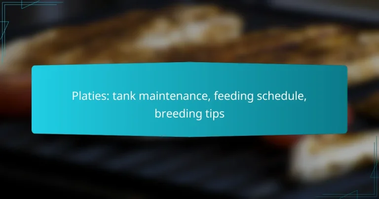 Platies: tank maintenance, feeding schedule, breeding tips