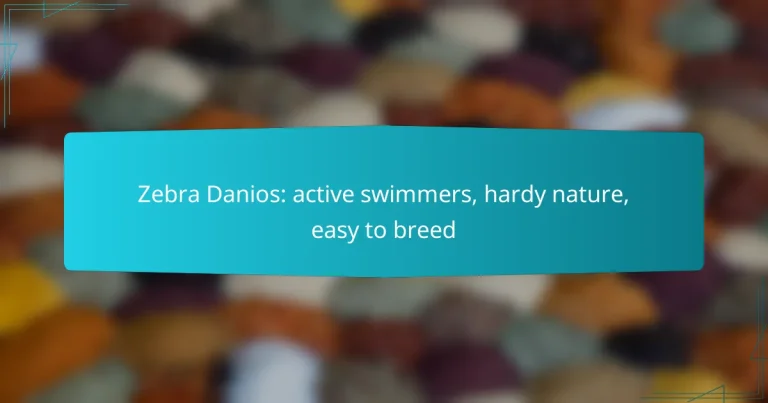 Zebra Danios: active swimmers, hardy nature, easy to breed