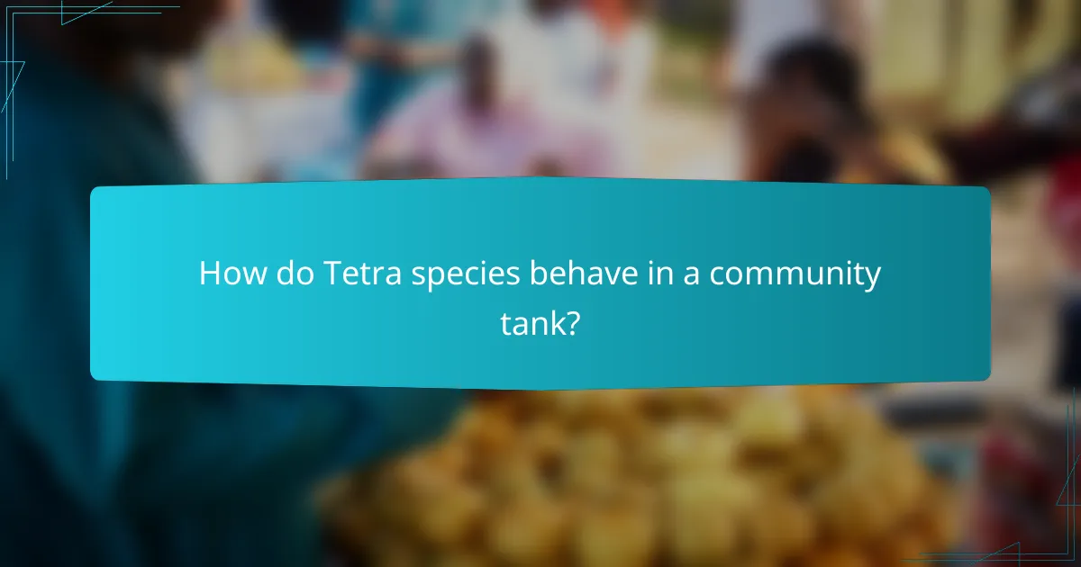 How do Tetra species behave in a community tank?