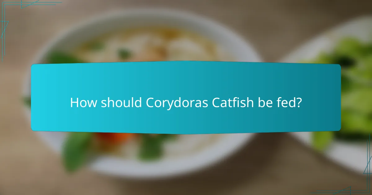 How should Corydoras Catfish be fed?