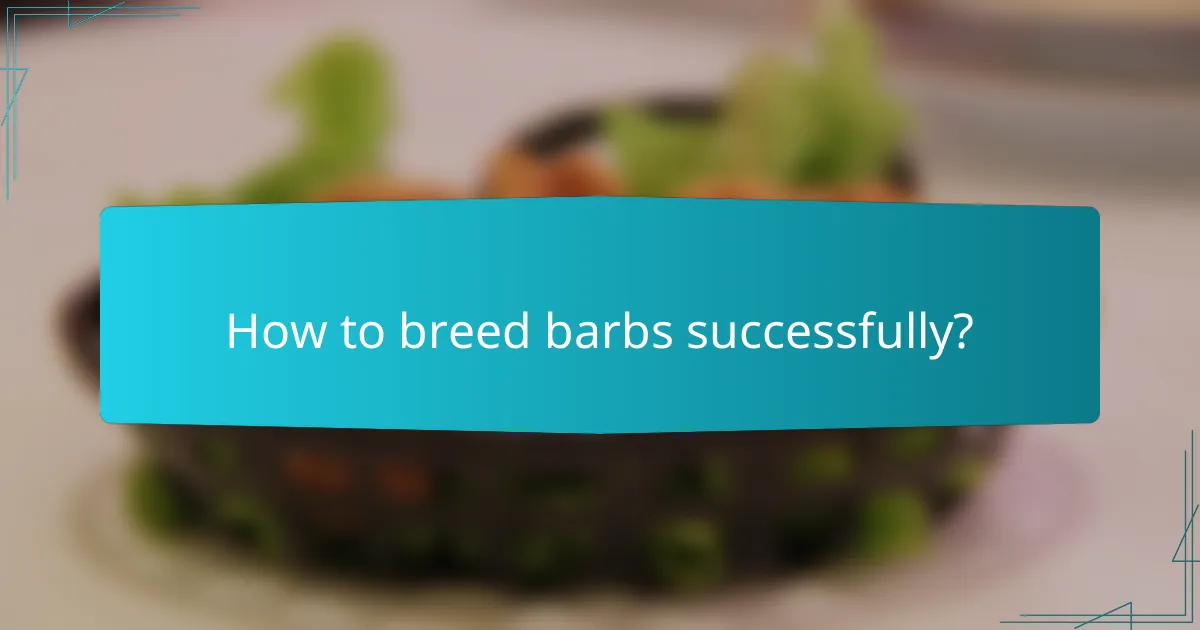 How to breed barbs successfully?