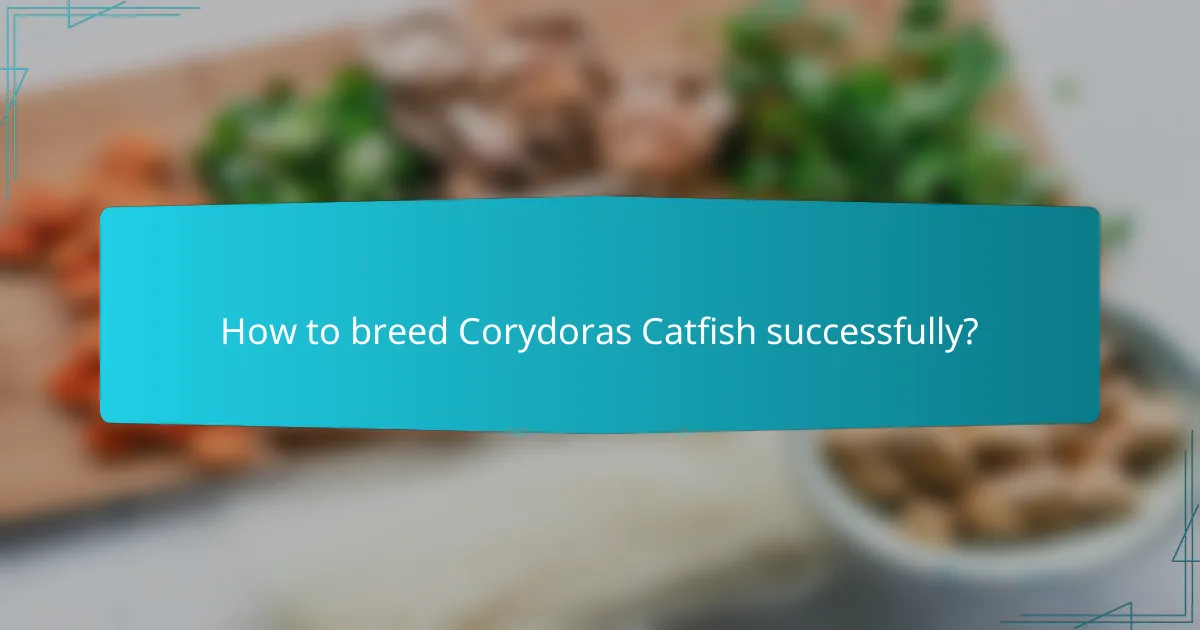 How to breed Corydoras Catfish successfully?