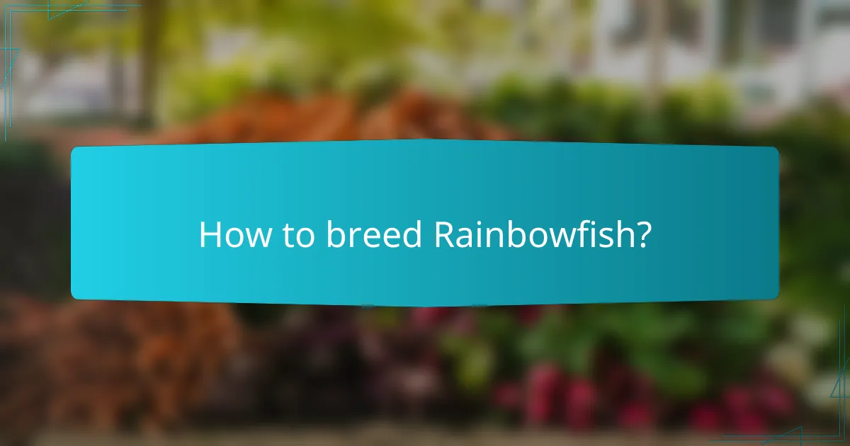 How to breed Rainbowfish?