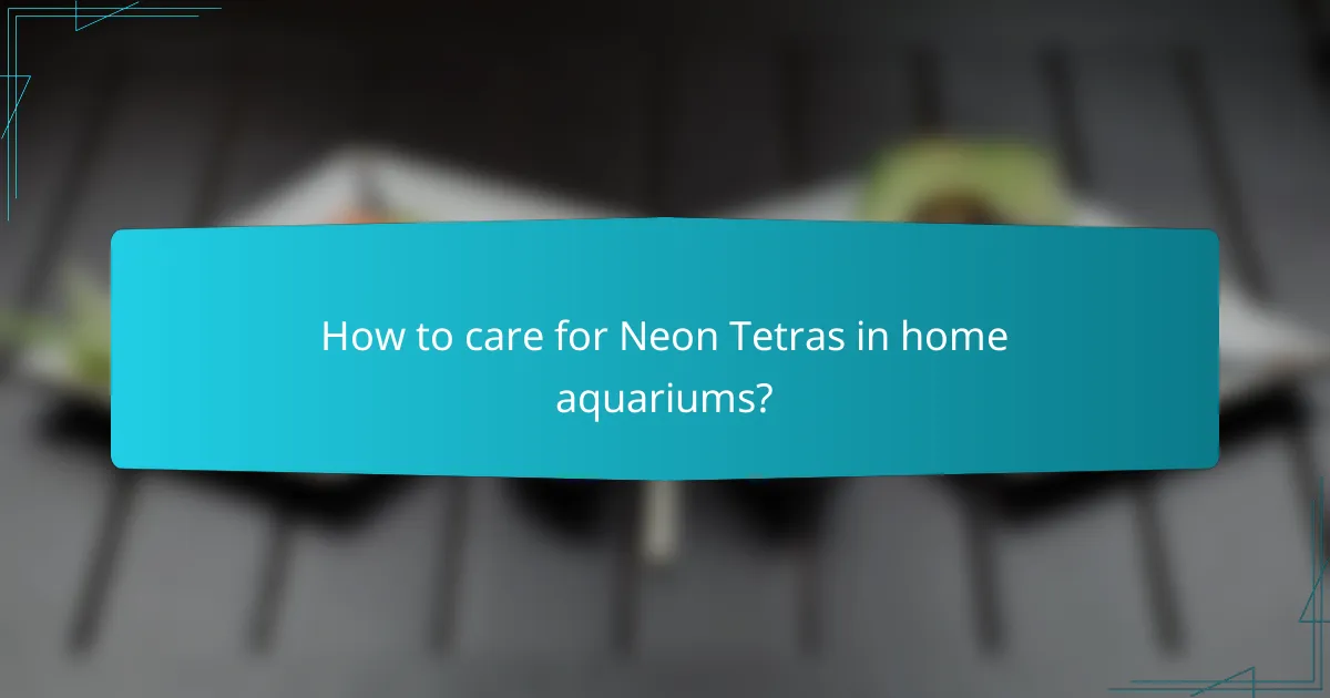 How to care for Neon Tetras in home aquariums?