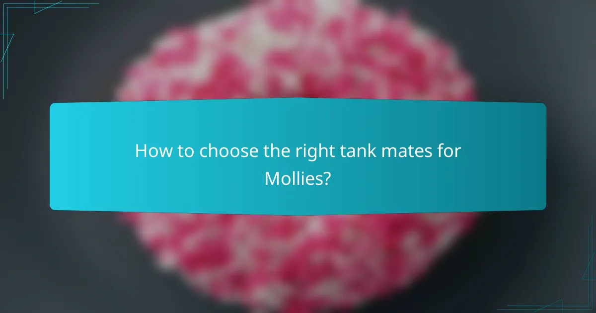 How to choose the right tank mates for Mollies?