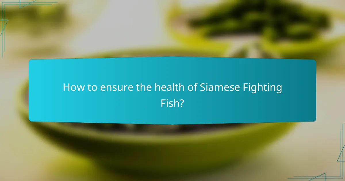 How to ensure the health of Siamese Fighting Fish?