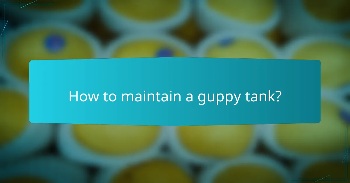 How to maintain a guppy tank?