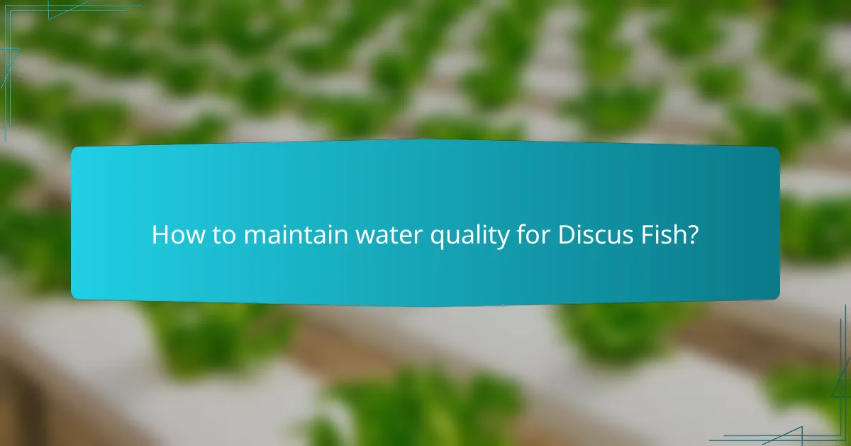 How to maintain water quality for Discus Fish?