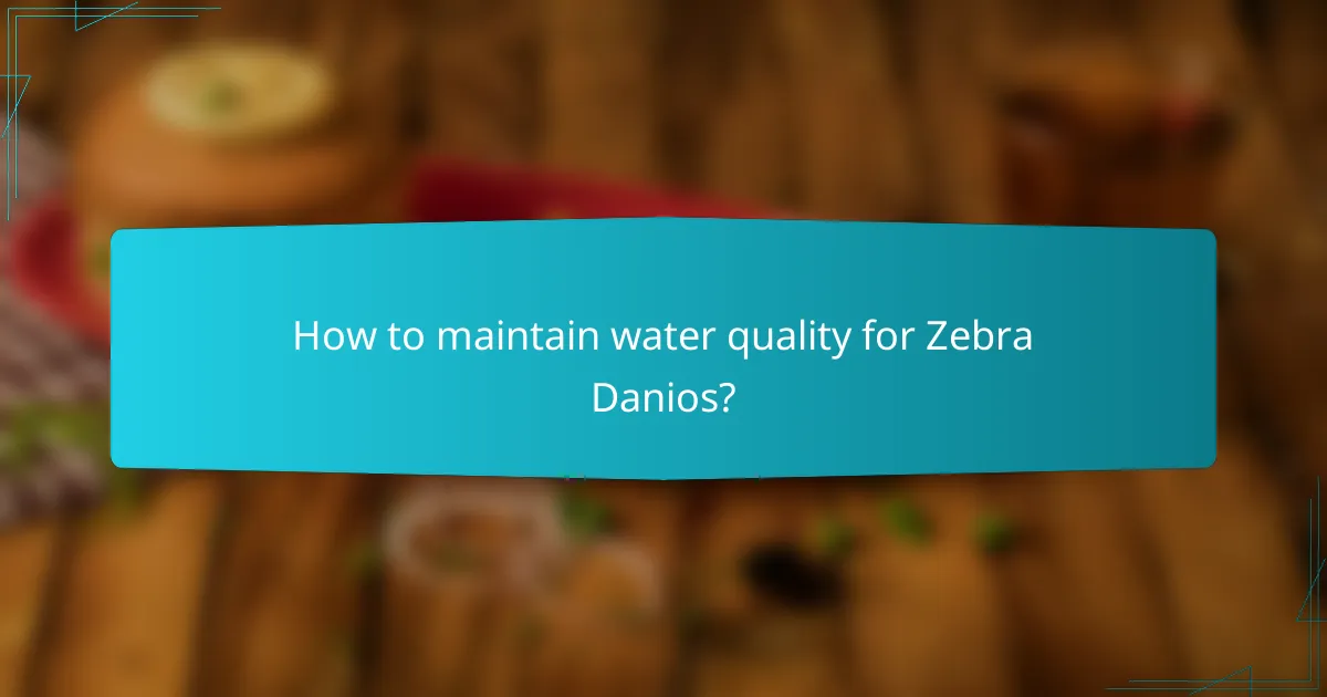 How to maintain water quality for Zebra Danios?