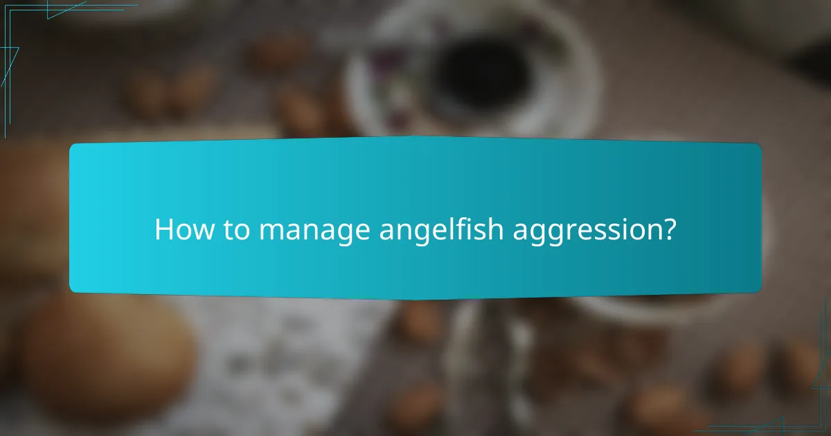 How to manage angelfish aggression?
