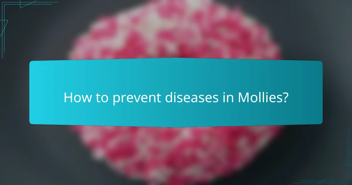 How to prevent diseases in Mollies?
