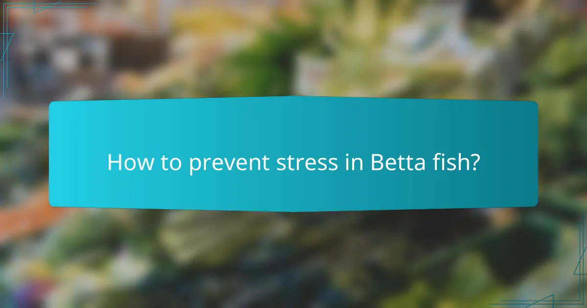 How to prevent stress in Betta fish?