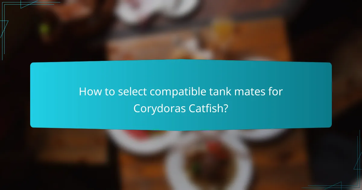 How to select compatible tank mates for Corydoras Catfish?