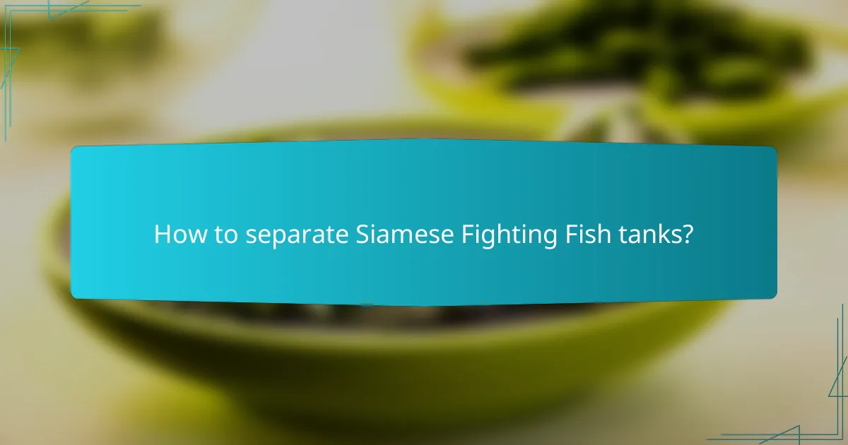 How to separate Siamese Fighting Fish tanks?