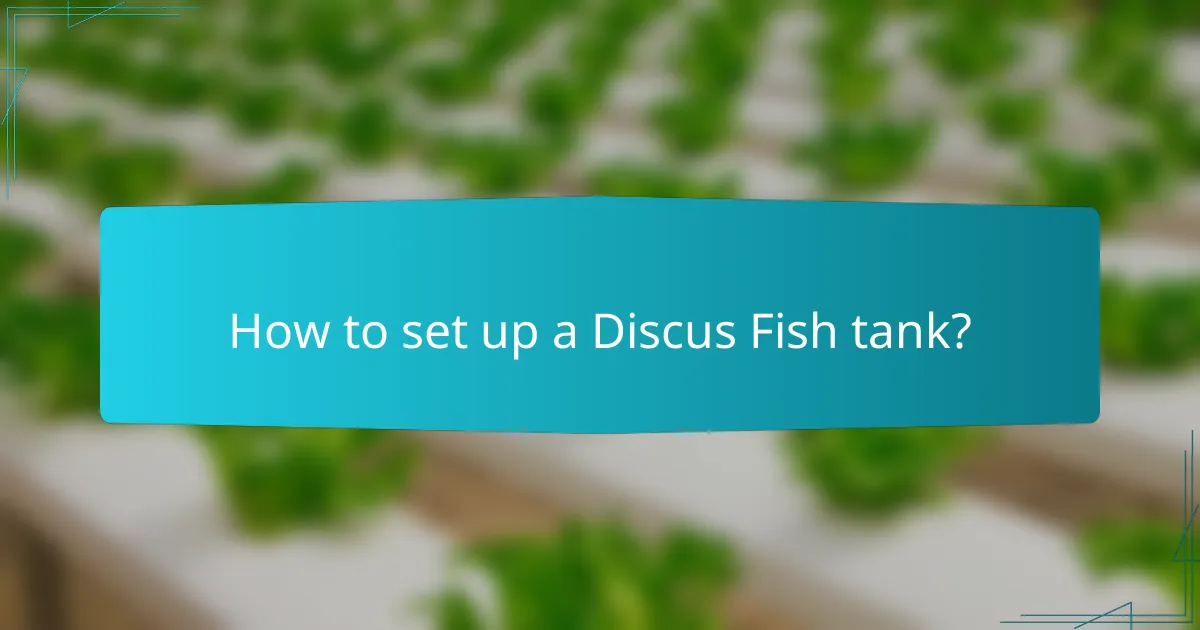 How to set up a Discus Fish tank?