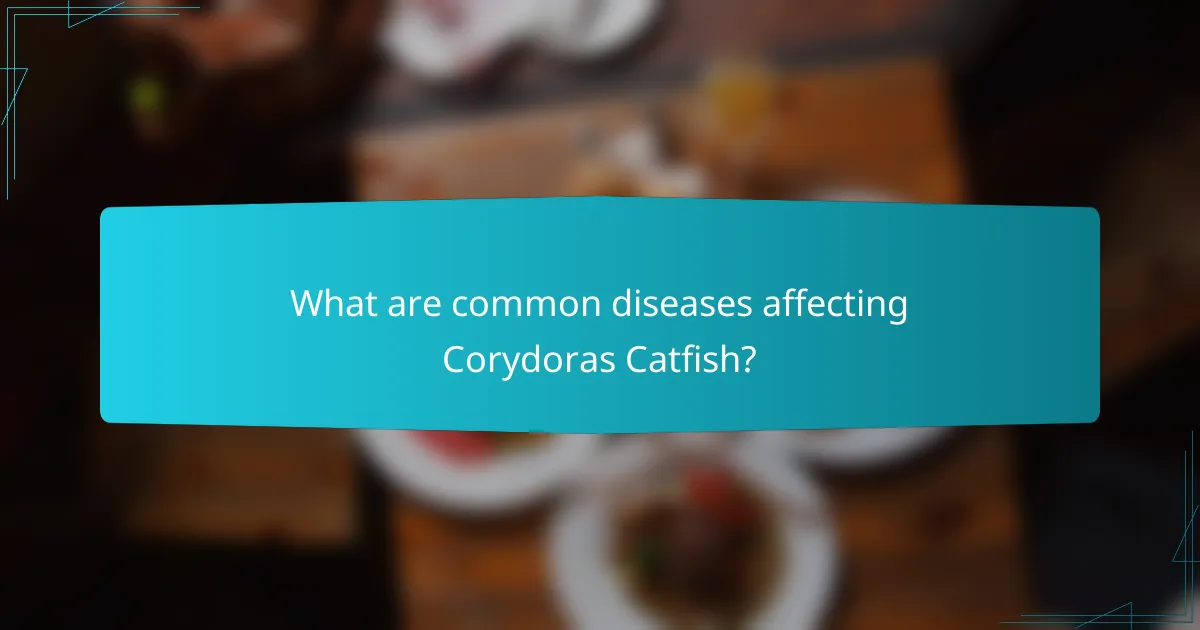 What are common diseases affecting Corydoras Catfish?