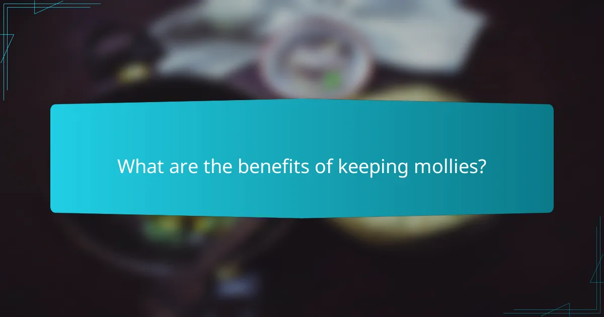 What are the benefits of keeping mollies?