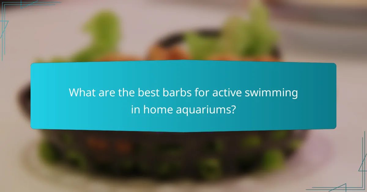 What are the best barbs for active swimming in home aquariums?