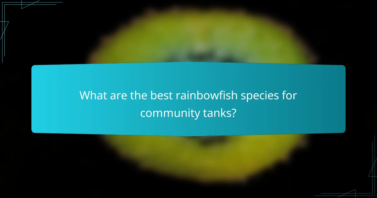 What are the best rainbowfish species for community tanks?