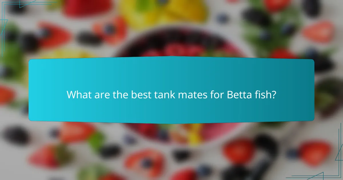 What are the best tank mates for Betta fish?