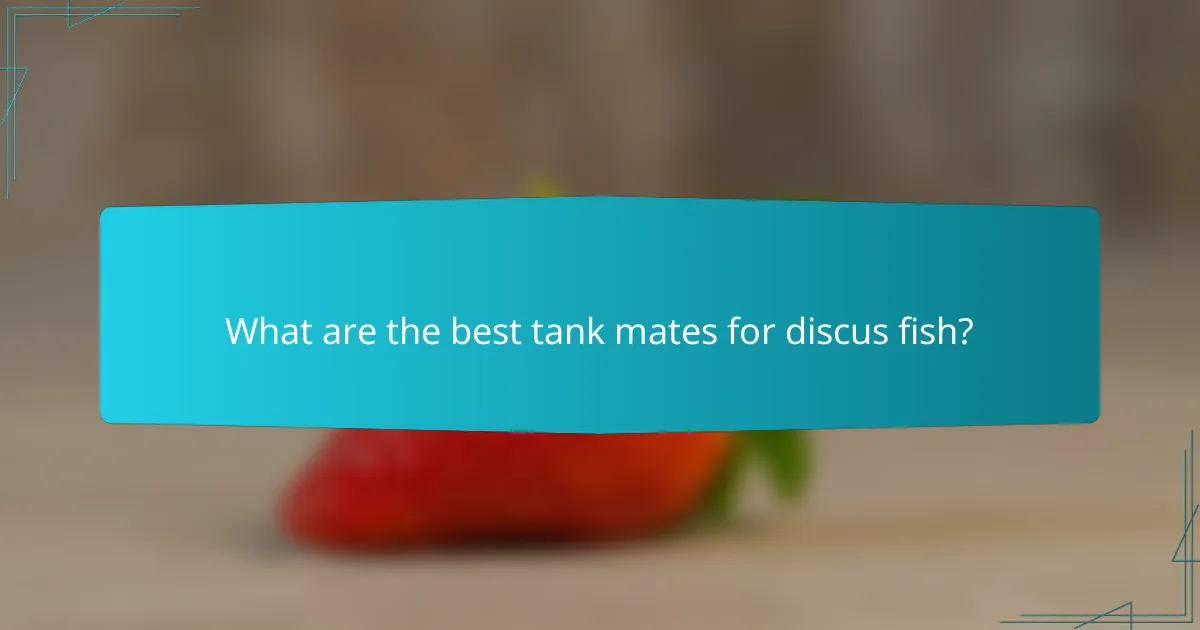 What are the best tank mates for discus fish?