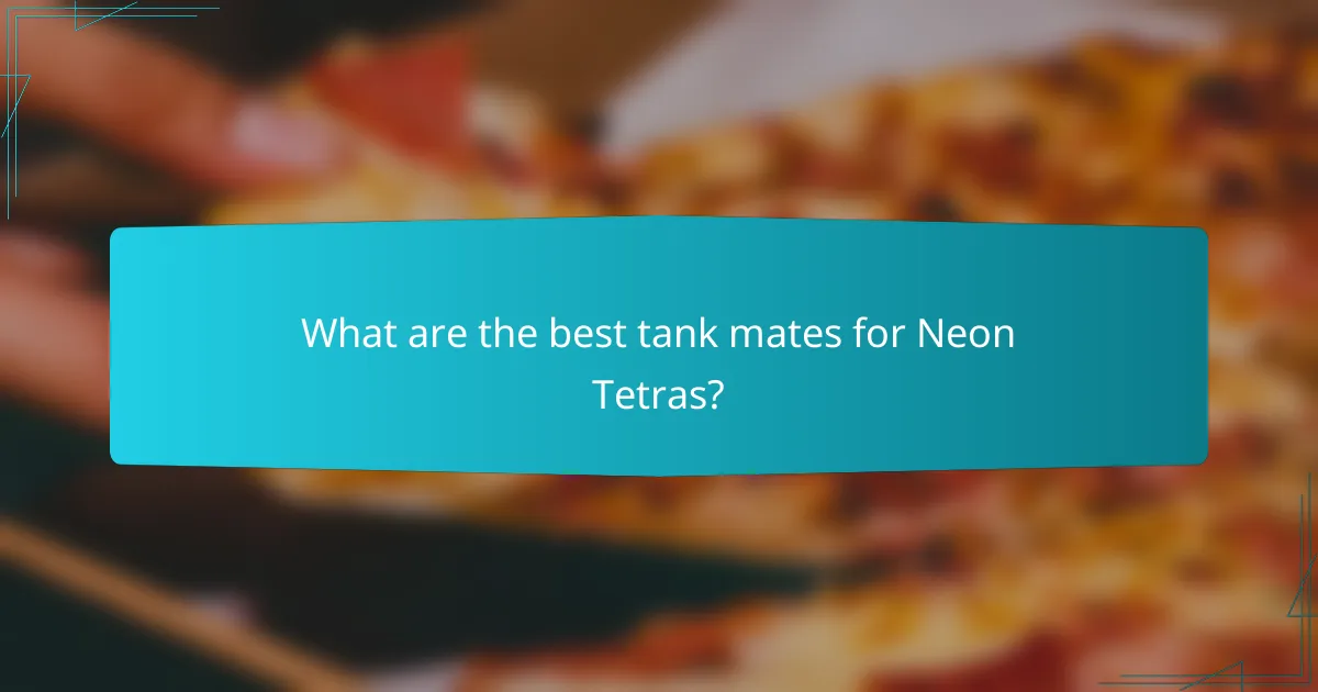 What are the best tank mates for Neon Tetras?