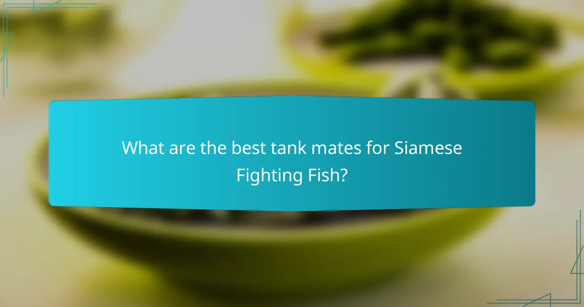 What are the best tank mates for Siamese Fighting Fish?