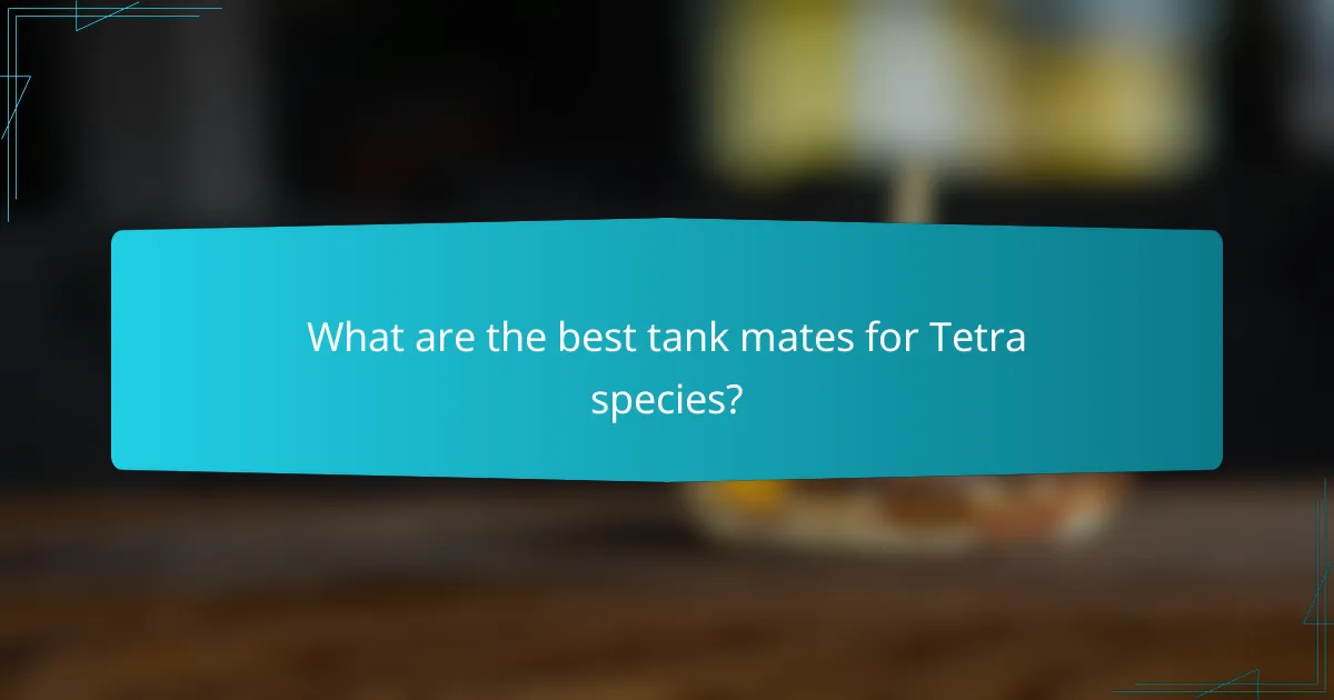 What are the best tank mates for Tetra species?