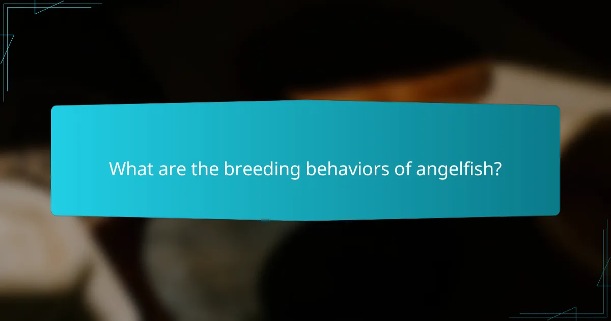 What are the breeding behaviors of angelfish?
