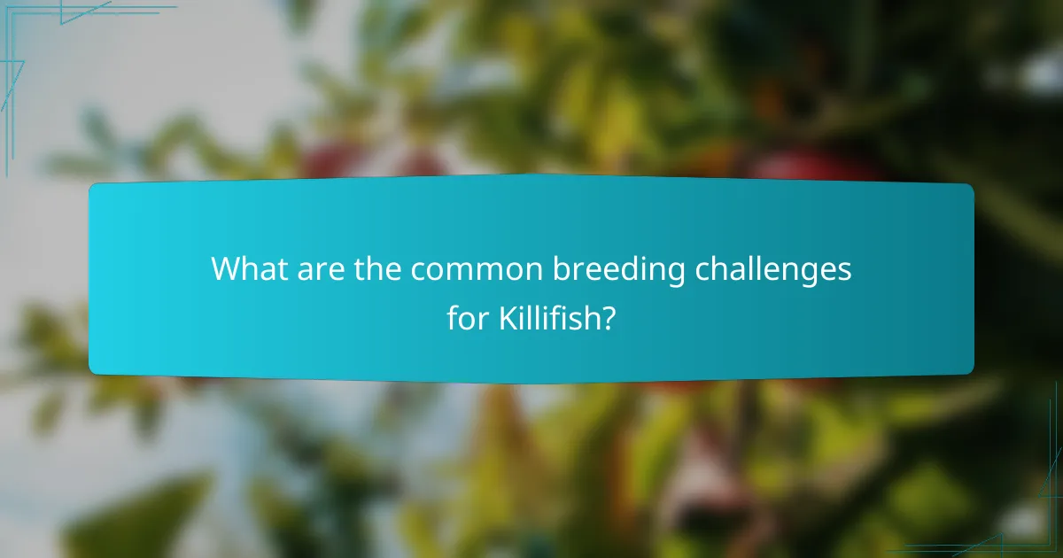 What are the common breeding challenges for Killifish?