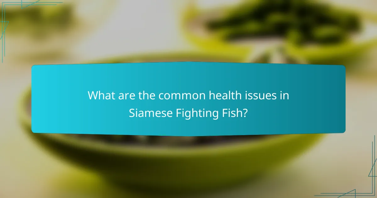 What are the common health issues in Siamese Fighting Fish?