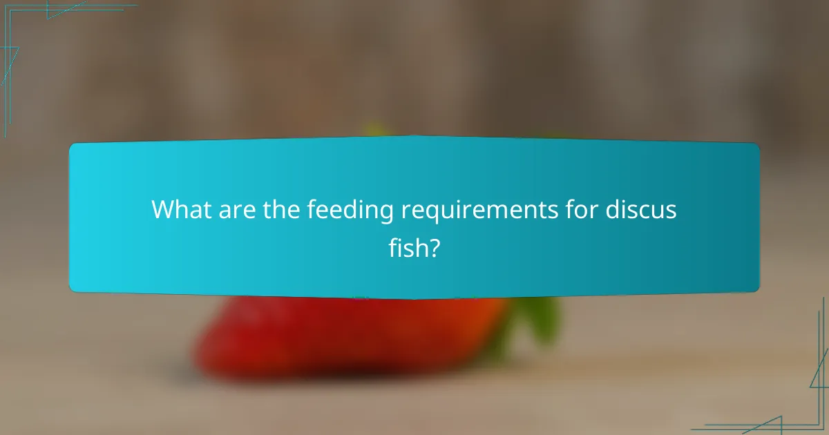What are the feeding requirements for discus fish?