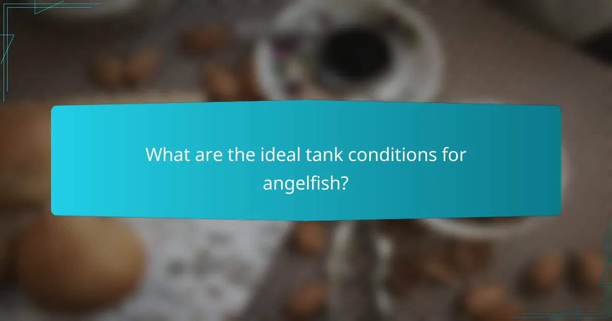 What are the ideal tank conditions for angelfish?