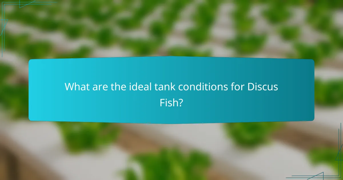 What are the ideal tank conditions for Discus Fish?