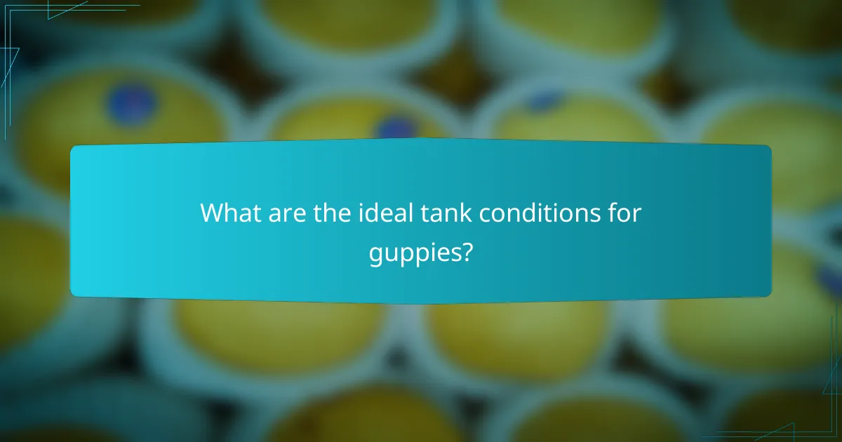 What are the ideal tank conditions for guppies?
