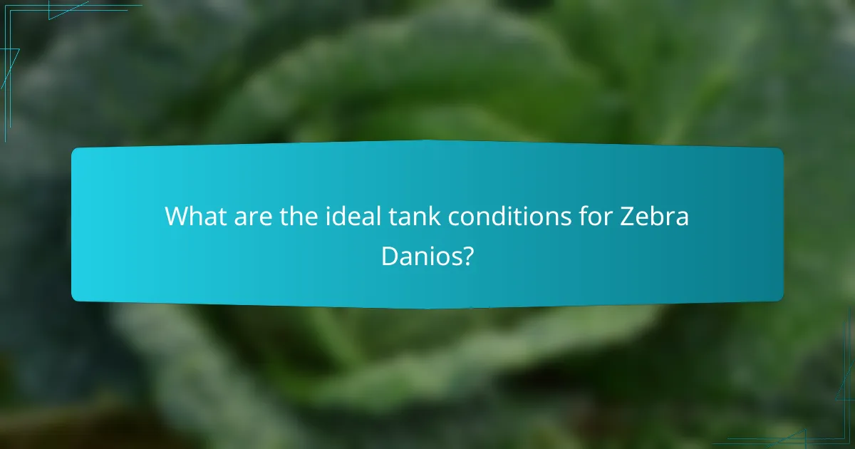 What are the ideal tank conditions for Zebra Danios?