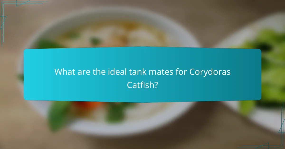 What are the ideal tank mates for Corydoras Catfish?