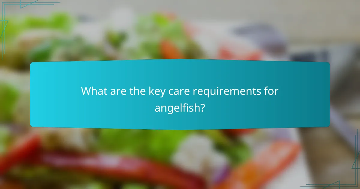 What are the key care requirements for angelfish?