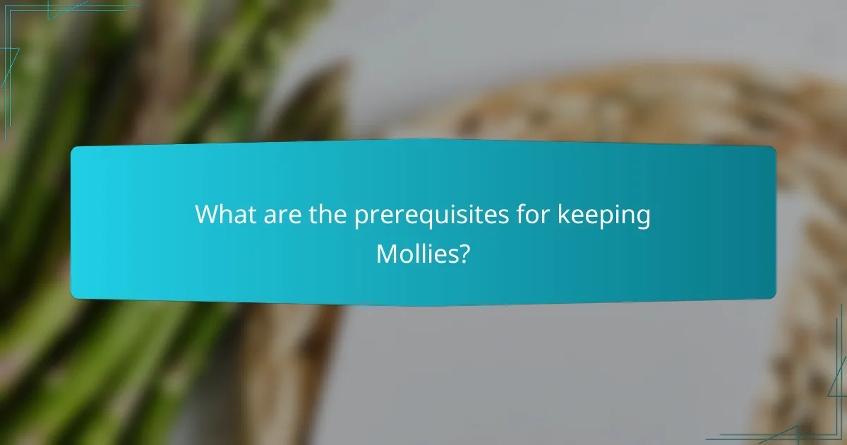 What are the prerequisites for keeping Mollies?