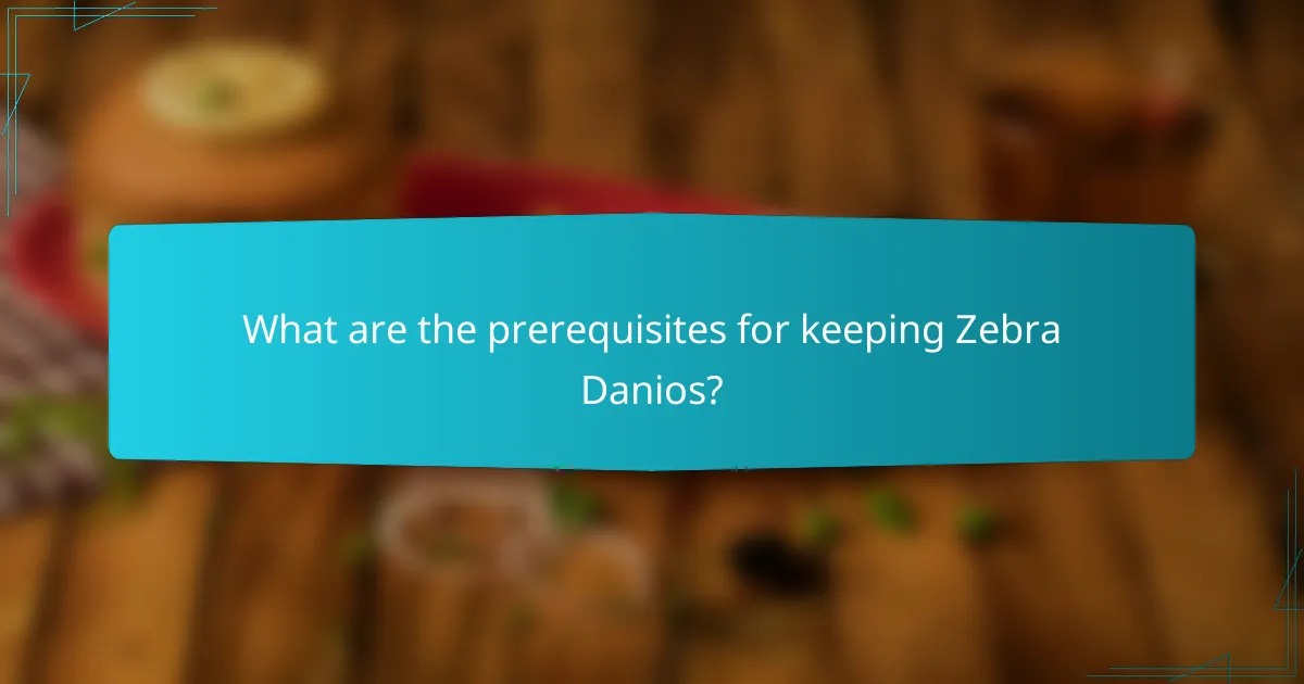 What are the prerequisites for keeping Zebra Danios?