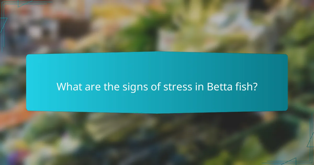 What are the signs of stress in Betta fish?