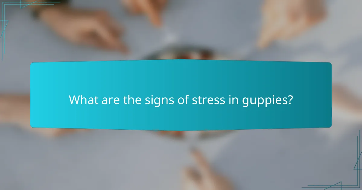 What are the signs of stress in guppies?