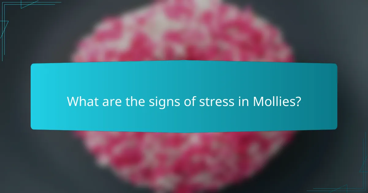 What are the signs of stress in Mollies?