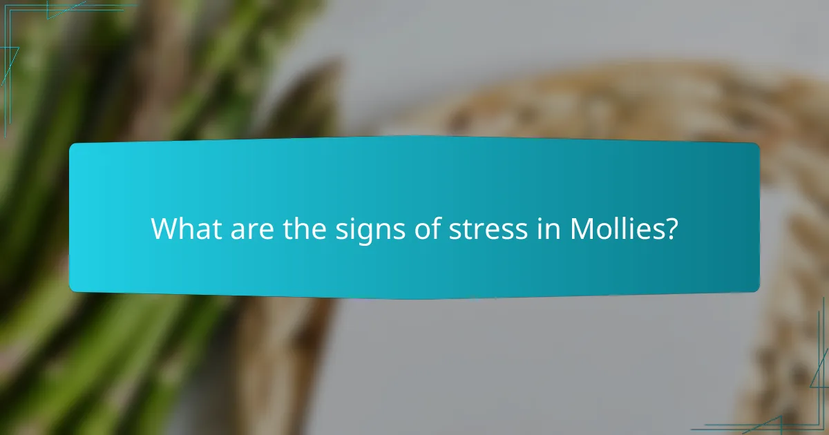 What are the signs of stress in Mollies?