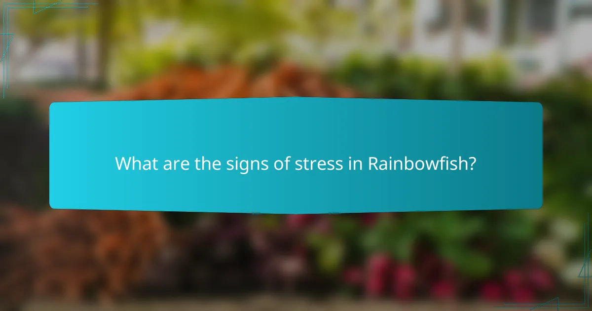 What are the signs of stress in Rainbowfish?