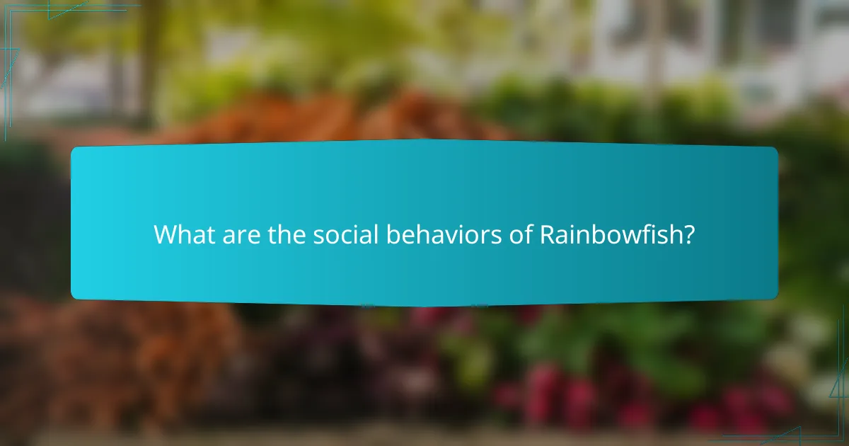 What are the social behaviors of Rainbowfish?