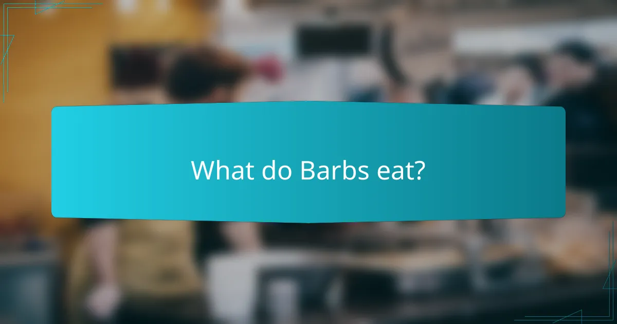 What do Barbs eat?