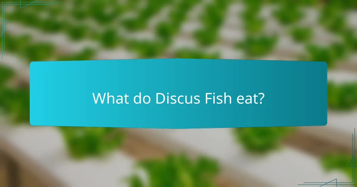 What do Discus Fish eat?