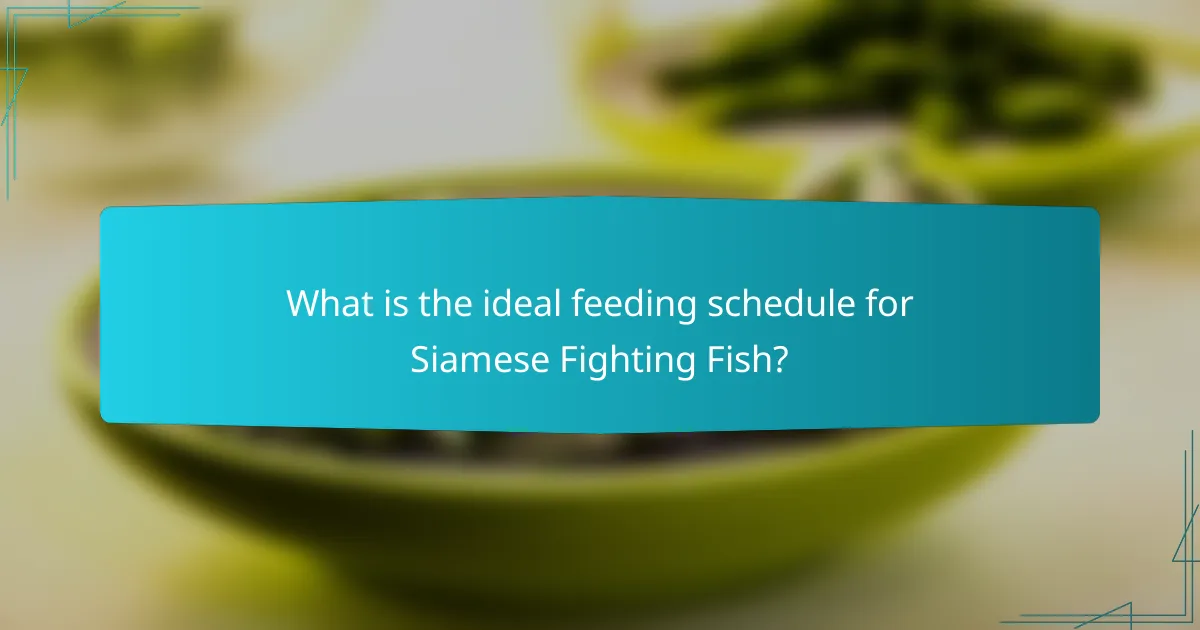 What is the ideal feeding schedule for Siamese Fighting Fish?