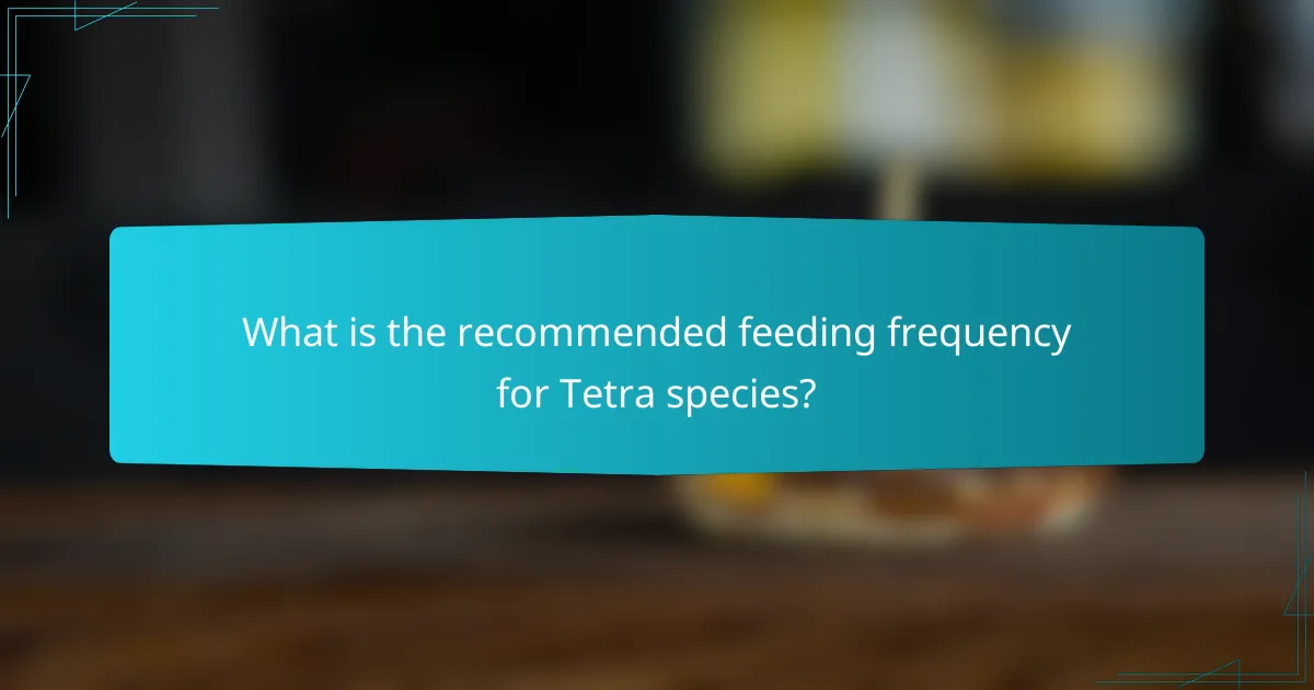 What is the recommended feeding frequency for Tetra species?